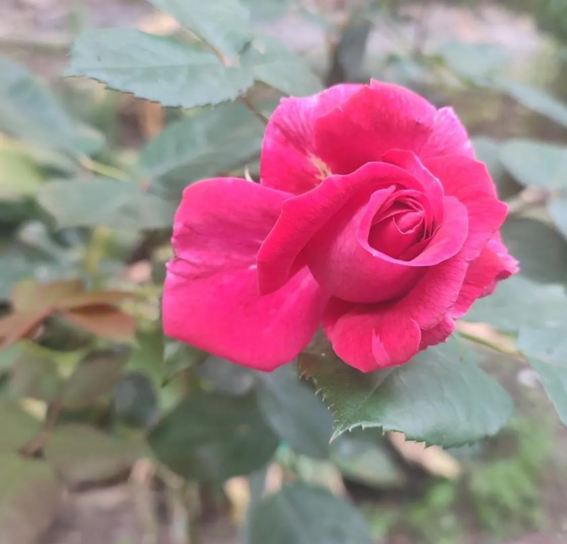 Casa Gialloblu 임페리아 아파트