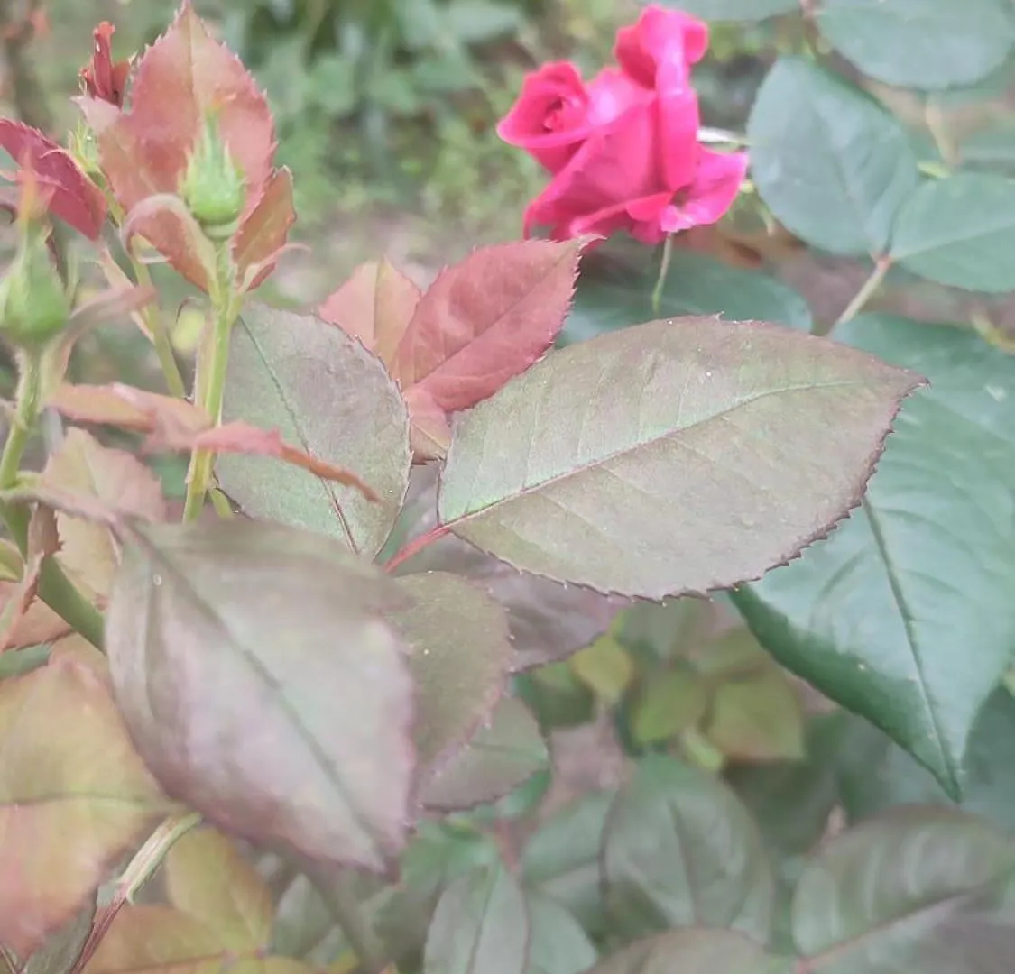 아파트 Casa Gialloblu 임페리아 이탈리아